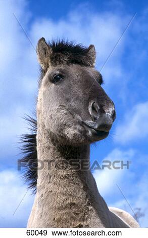 Low angle view of Tarpan horse View Large Photo Image Stock Photo - Low angle view of Tarpan horse . Fotosearch