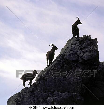 Low angle view of three Alpine Ibex (Capra ibex) on mountain View Large Photo Image Picture - Low angle view of three Alpine Ibex (Capra ibex) on mountain . Fotosearch