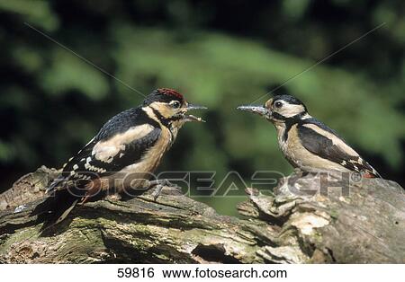 Male Great Spotted Woodpecker (Dendrocopos major) feeding female bird on tree trunk View Large Photo Image Stock Photograph - Male Great Spotted Woodpecker (Dendrocopos major) feeding female bird on tree trunk . Fotosearch