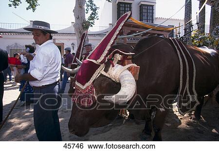 Man standing with cow in traditional festival, Pentecost pilgrimage, El Rocie, Huelva, Andalusia, Spain View Large Photo Image Stock Photograph - Man standing with cow in traditional festival, Pentecost pilgrimage, El Rocie, Huelva, Andalusia, Spain . Fotosearch