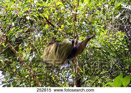 Monkey hanging on tree in forest, Poas National Park, Costa Rica View Large Photo Image Stock Photography - Monkey hanging on tree in forest, Poas National Park, Costa Rica . Fotosearch