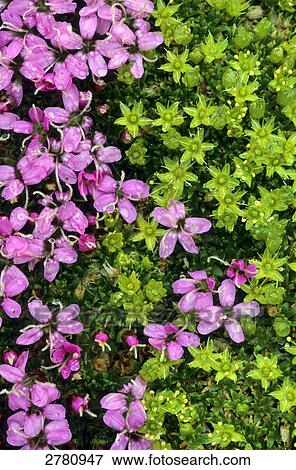 Moss Campion (Silene acaulis) flowers blooming in field, Hohen Tauern, Austria View Large Photo Image Stock Photo - Moss Campion (Silene acaulis) flowers blooming in field, Hohen Tauern, Austria . Fotosearch