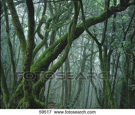 Moss covered trees in a forest, Garajonay National Park, Gomera, Canary Islands, Spain View Large Photo Image Stock Photo - Moss covered trees in a forest, Garajonay National Park, Gomera, Canary Islands, Spain . Fotosearch