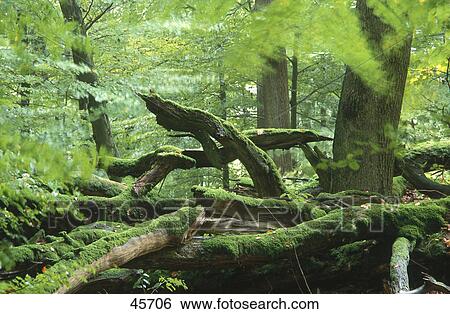 Moss on oak trees in forest, Rohrberg, Spessart, Germany View Large Photo Image Stock Photograph - Moss on oak trees in forest, Rohrberg, Spessart, Germany . Fotosearch