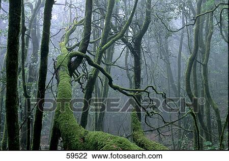 Stock Image - Moss on tree in forest, Garajonay National Park, La Gomera, Canary Islands, Spain . Fotosearch