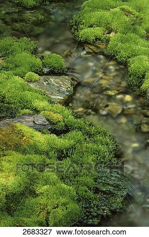 Mosses on rocks in river, Denali National Park, Alaska, USA View Large Photo Image Stock Photo - Mosses on rocks in river, Denali National Park, Alaska, USA . Fotosearch