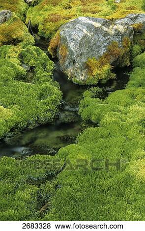 Stock Photo - Mosses on rocks in river, Denali National Park, Alaska, USA . Fotosearch