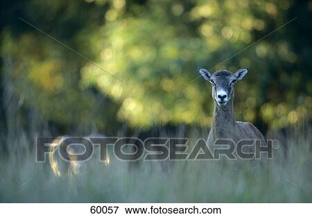 Mouflon (Ovis aries orientalis) in forest View Large Photo Image Stock Photo - Mouflon (Ovis aries orientalis) in forest . Fotosearch