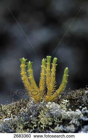 Mountain Clubmoss growing field, Muddus National Park, Norrbotten, Sweden View Large Photo Image Stock Image - Mountain Clubmoss growing field, Muddus National Park, Norrbotten, Sweden . Fotosearch
