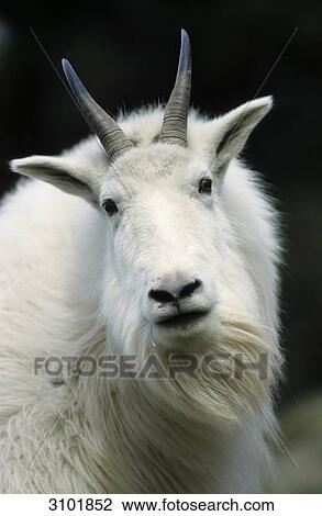 Mountain goat (Oreamnos americanus) facing camera, Jasper National Park, Alberta, Canada, portrait View Large Photo Image Stock Image - Mountain goat (Oreamnos americanus) facing camera, Jasper National Park, Alberta, Canada, portrait . Fotosearch