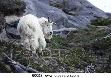 Stock Photo - Mountain Goat (Oreamnos americanus) standing on mountain . Fotosearch