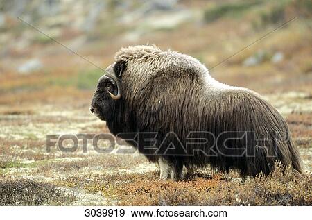 Muskox (Ovibos moschatus), Dovrefjell Sunndalsfjella National Park, Norway, side view View Large Photo Image Stock Photo - Muskox (Ovibos moschatus), Dovrefjell Sunndalsfjella National Park, Norway, side view . Fotosearch