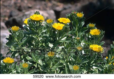 Nauplius intermedius flowers blooming in field, Lanzarote, Canary Islands, Spain View Large Photo Image Stock Image - Nauplius intermedius flowers blooming in field, Lanzarote, Canary Islands, Spain . Fotosearch