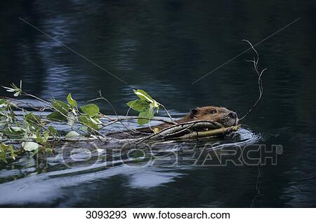 Stock Image - North American Beaver (Castor canadensis) swimming with branch, Denali National Park, USA . Fotosearch
