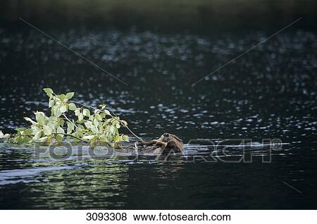 North American Beaver (Castor canadensis) swimming with branch, Denali National Park, USA View Large Photo Image Stock Photo - North American Beaver (Castor canadensis) swimming with branch, Denali National Park, USA . Fotosearch