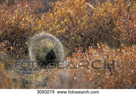 North American Porcupine (Erethizon dorsatum), Denali National Park, USA, front view View Large Photo Image Stock Photo - North American Porcupine (Erethizon dorsatum), Denali National Park, USA, front view . Fotosearch
