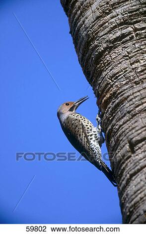 Stock Image - Northern Flicker (Colaptes auratus) woodpecker perching on palm tree trunk . Fotosearch