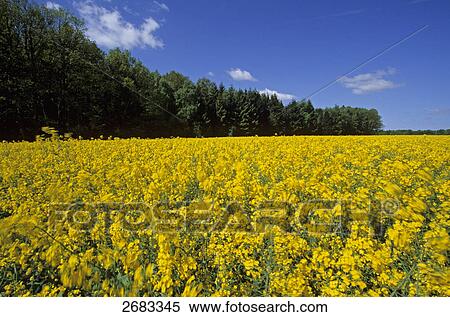 Oilseed Rape (Brassica napus) flowers blooming in field, Schleswig-Holstein, Germany View Large Photo Image Stock Photography - Oilseed Rape (Brassica napus) flowers blooming in field, Schleswig-Holstein, Germany . Fotosearch