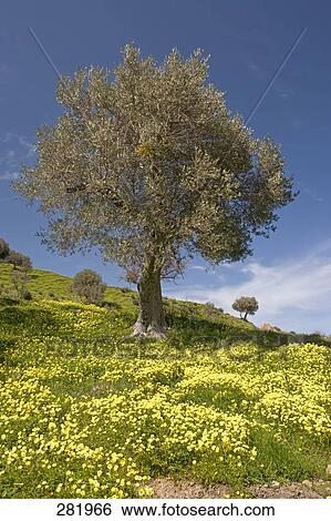Olive tree on landscape, Madonie Mountains Natural Park, Sicily, Italy View Large Photo Image Stock Photograph - Olive tree on landscape, Madonie Mountains Natural Park, Sicily, Italy . Fotosearch