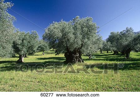 Olive trees in a field, Balearic Island, Majorca, Spain View Large Photo Image Stock Photo - Olive trees in a field, Balearic Island, Majorca, Spain . Fotosearch
