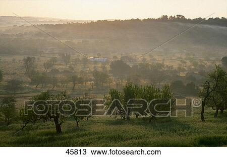 Olive trees in field, Prairie Island, Majorca, Balearic Islands, Spain View Large Photo Image Stock Image - Olive trees in field, Prairie Island, Majorca, Balearic Islands, Spain . Fotosearch