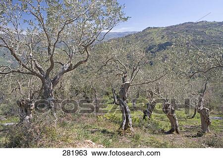 Olive trees on hill, Sicily, Italy View Large Photo Image Stock Image - Olive trees on hill, Sicily, Italy . Fotosearch