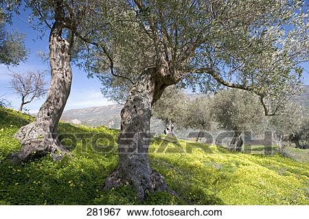 Olive trees on landscape, Madonie Mountains Natural Park, Sicily, Italy View Large Photo Image Stock Photo - Olive trees on landscape, Madonie Mountains Natural Park, Sicily, Italy . Fotosearch