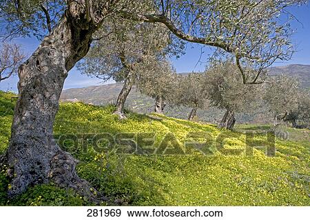 Olive trees on landscape, Madonie Mountains Natural Park, Sicily, Italy View Large Photo Image Stock Photo - Olive trees on landscape, Madonie Mountains Natural Park, Sicily, Italy . Fotosearch