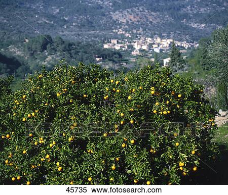Orange plantation on hill, Serra de Tramuntana, Fornalutx, Balearic Islands, Spain View Large Photo Image Stock Photography - Orange plantation on hill, Serra de Tramuntana, Fornalutx, Balearic Islands, Spain . Fotosearch