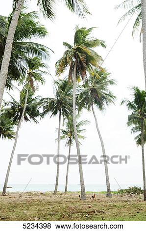 Palm beach, Mui Ne, Vietnam, Asia View Large Photo Image Stock Photo - Palm beach, Mui Ne, Vietnam, Asia . Fotosearch