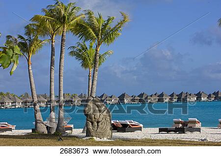 Palm trees and lounge chairs on beach, Saint-Regis Resort, Bora Bora, Society Island, French Polynesia View Large Photo Image Stock Image - Palm trees and lounge chairs on beach, Saint-Regis Resort, Bora Bora, Society Island, French Polynesia . Fotosearch