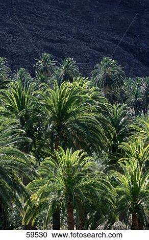 Palm trees in forest, Valle Gran Rey, La Gomera, Canary Islands, Spain View Large Photo Image Stock Image - Palm trees in forest, Valle Gran Rey, La Gomera, Canary Islands, Spain . Fotosearch