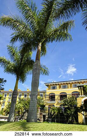 Palm trees in front of hotel, Costa Rica View Large Photo Image Picture - Palm trees in front of hotel, Costa Rica . Fotosearch