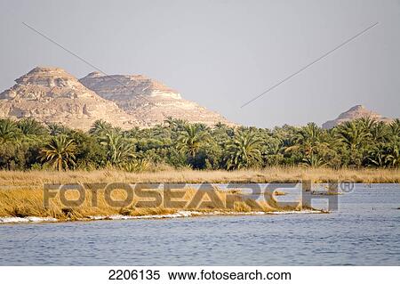 Palm trees in oasis, Great Sand Sea, Siwa Oasis, Libyan Desert, Egypt View Large Photo Image Stock Photography - Palm trees in oasis, Great Sand Sea, Siwa Oasis, Libyan Desert, Egypt . Fotosearch