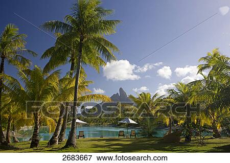 Palm trees in resort, Saint-Regis Resort, Bora Bora, Society Island, French Polynesia View Large Photo Image Stock Photo - Palm trees in resort, Saint-Regis Resort, Bora Bora, Society Island, French Polynesia . Fotosearch