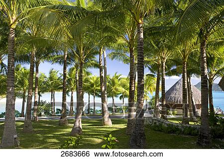 Palm trees in resort, Saint-Regis Resort, Bora Bora, Society Island, French Polynesia View Large Photo Image Stock Photograph - Palm trees in resort, Saint-Regis Resort, Bora Bora, Society Island, French Polynesia . Fotosearch