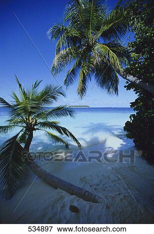 Palm trees leaning over the sand beach, Baros, Atoll, Maldives View Large Photo Image Stock Photo - Palm trees leaning over the sand beach, Baros, Atoll, Maldives . Fotosearch
