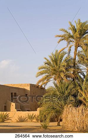 Palm trees near lodge, Siwa Oasis, Libyan Desert, Egypt View Large Photo Image Picture - Palm trees near lodge, Siwa Oasis, Libyan Desert, Egypt . Fotosearch