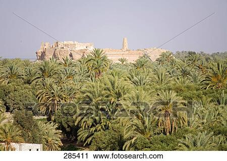 Palm trees under clear blue sky, Sahara Desert, Siwa Oasis, Libyan Desert, Egypt View Large Photo Image Stock Image - Palm trees under clear blue sky, Sahara Desert, Siwa Oasis, Libyan Desert, Egypt . Fotosearch
