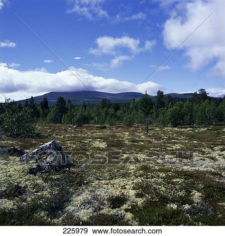 Panoramic view of landscape, Norway View Large Photo Image Stock Photo - Panoramic view of landscape, Norway . Fotosearch