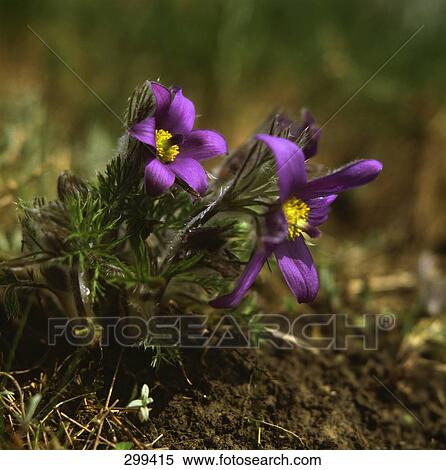 Pasque flowers (Pulsatilla vulgaris) blooming in field View Large Photo Image Stock Photography - Pasque flowers (Pulsatilla vulgaris) blooming in field . Fotosearch