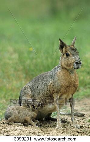 Stock Image - Patagonian mara (Dolichotis patagonum) suckling pup, Schleswig-Holstein, Germany, close-up . Fotosearch