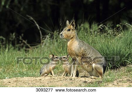 Stock Photo - Patagonian mara (Dolichotis patagonum) mother and pups sitting side by side, Schleswig-Holstein, Germany, side view . Fotosearch