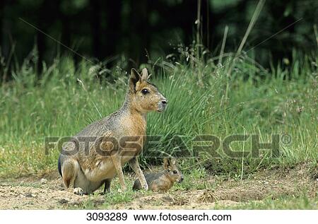 Patagonian mara (Dolichotis patagonum) mother and pup sitting side by side, Schleswig-Holstein, Germany, side view View Large Photo Image Stock Photo - Patagonian mara (Dolichotis patagonum) mother and pup sitting side by side, Schleswig-Holstein, Germany, side view . Fotosearch