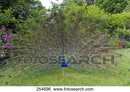 Stock Photograph - Peacock displaying its tail feathers in castle's garden, Chateau Du Rivau, France . Fotosearch