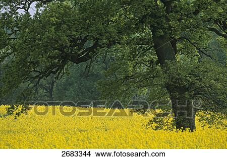Pedunculate Oak (Quercus robur) tree in Oilseed Rape (Brassica napus) field, Schleswig-Holstein, Germany View Large Photo Image Picture - Pedunculate Oak (Quercus robur) tree in Oilseed Rape (Brassica napus) field, Schleswig-Holstein, Germany . Fotosearch