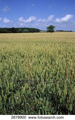 Pedunculate Oak (Quercus robur) tree in corn field, Denmark View Large Photo Image Stock Image - Pedunculate Oak (Quercus robur) tree in corn field, Denmark . Fotosearch