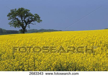 Pedunculate Oak (Quercus robur) tree in Oilseed Rape (Brassica napus) field, Schleswig-Holstein, Germany View Large Photo Image Stock Image - Pedunculate Oak (Quercus robur) tree in Oilseed Rape (Brassica napus) field, Schleswig-Holstein, Germany . Fotosearch