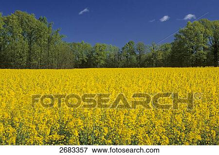 Pedunculate Oak (Quercus robur) trees in Oilseed Rape (Brassica napus) field, Vastergotland, Sweden View Large Photo Image Stock Photo - Pedunculate Oak (Quercus robur) trees in Oilseed Rape (Brassica napus) field, Vastergotland, Sweden . Fotosearch