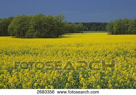 Stock Photograph - Pedunculate Oak (Quercus robur) trees in Oilseed Rape (Brassica napus) field, Vastergotland, Sweden . Fotosearch